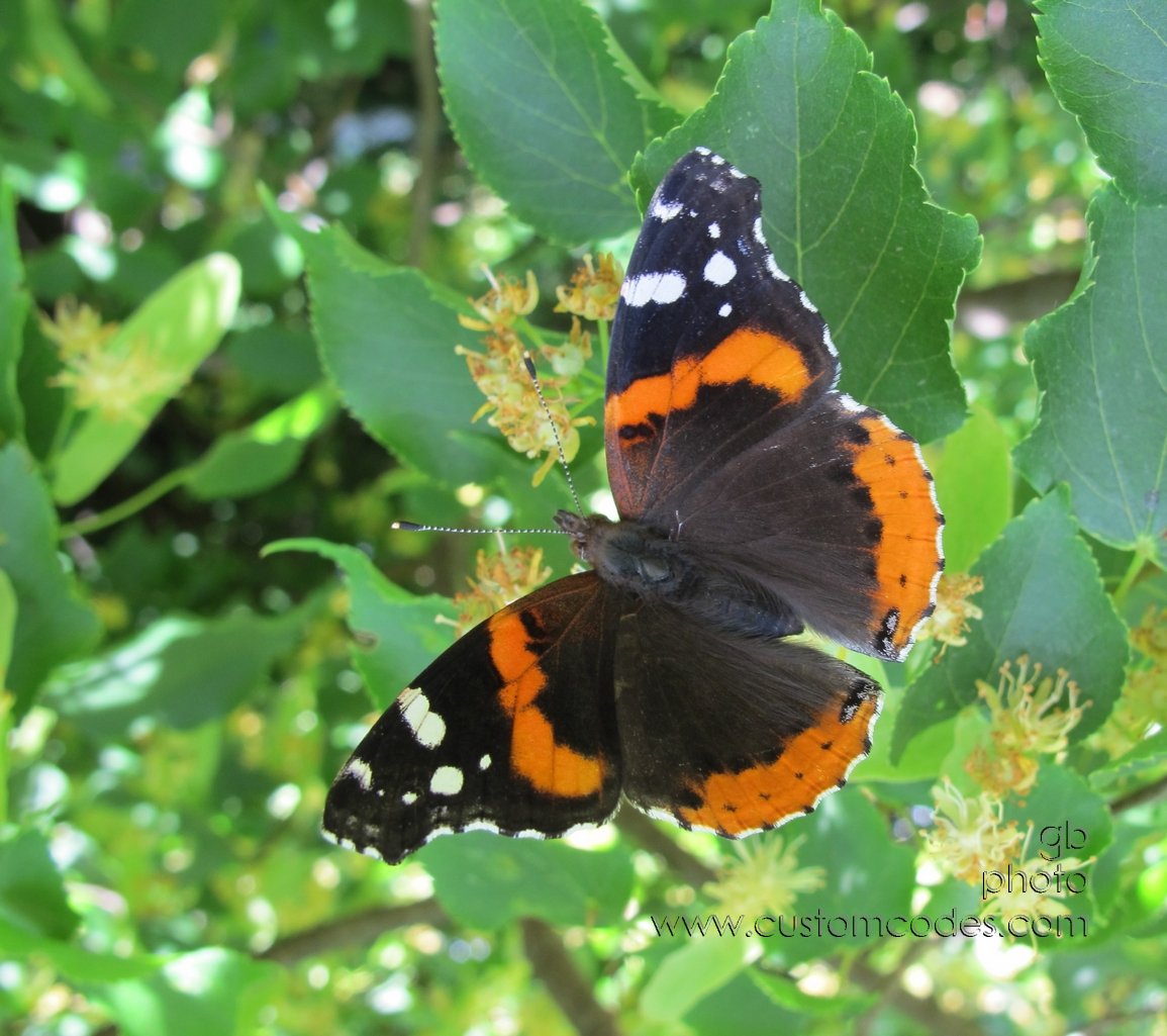 butterflyOnLindenTree20120615