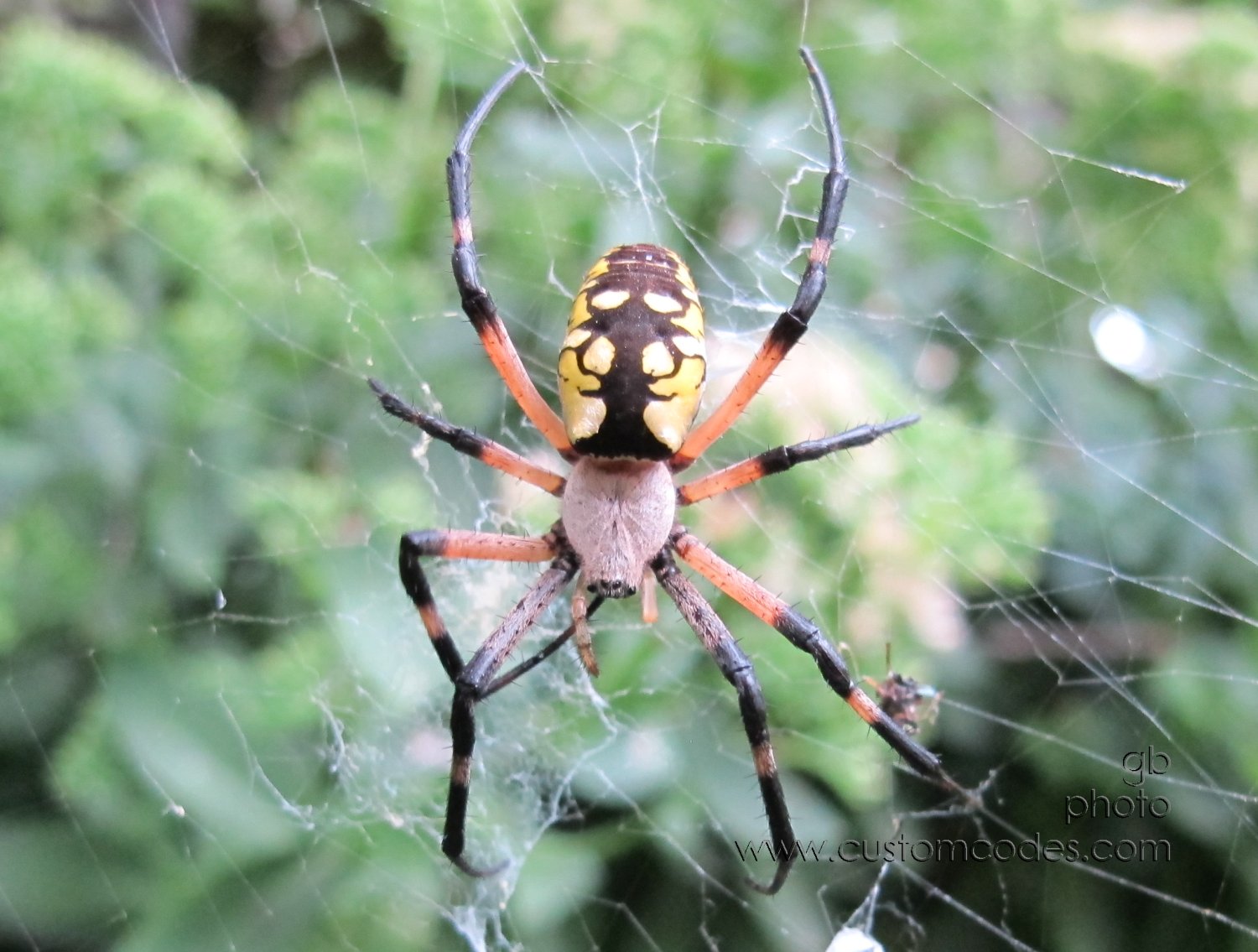 gardenSpider_20120831_2