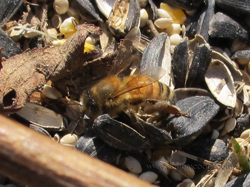 beeOnBirdseed20120219_3