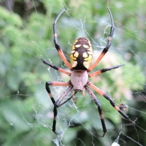 gardenSpider_20120831_2