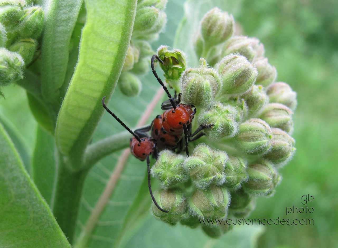 badBugs20120616