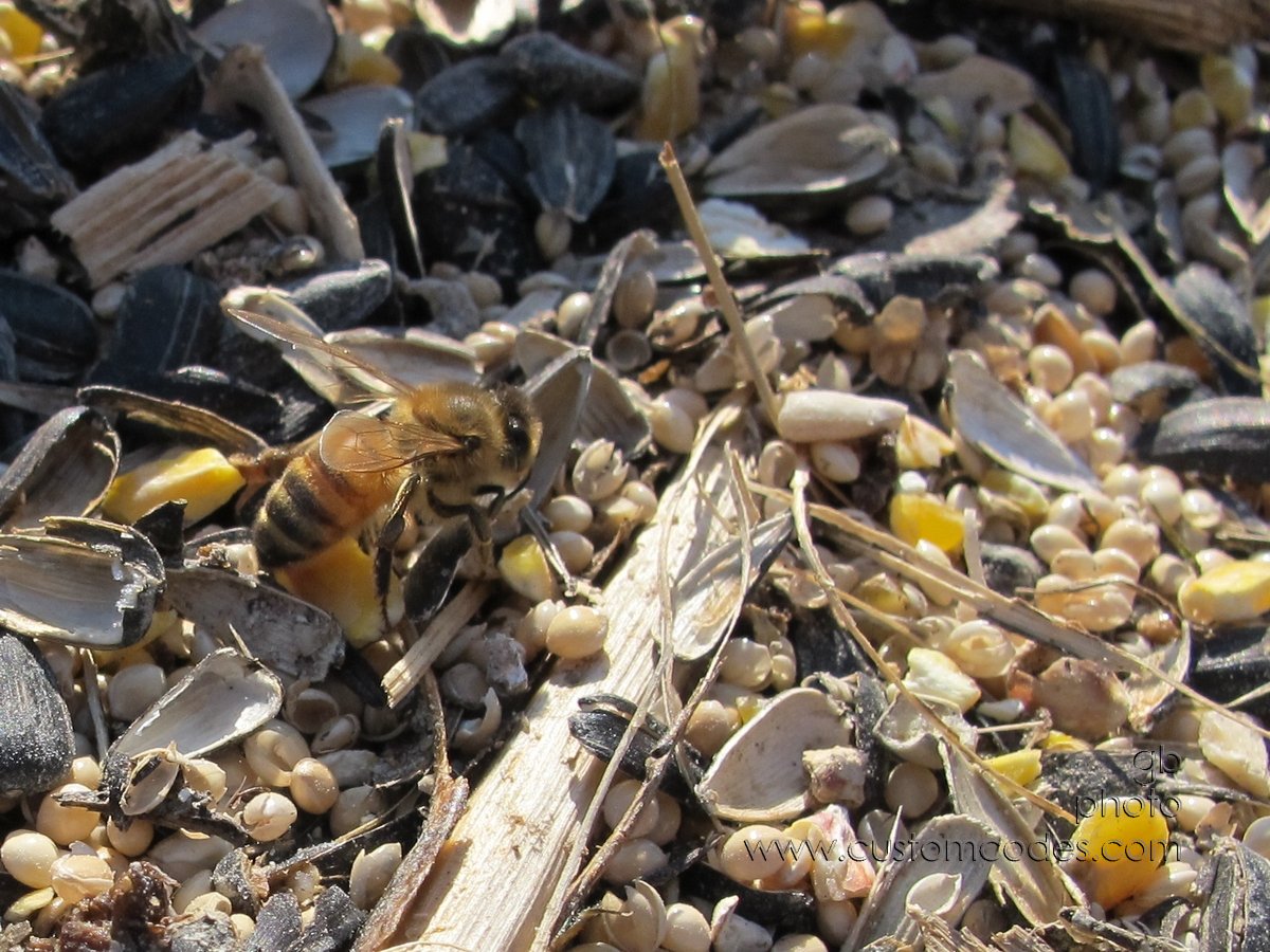 beeOnBirdseed20120219