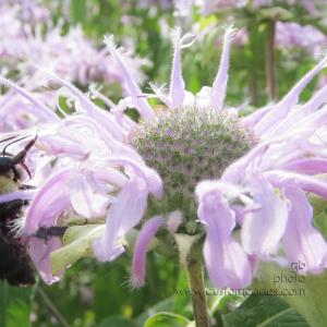 bumbleBee