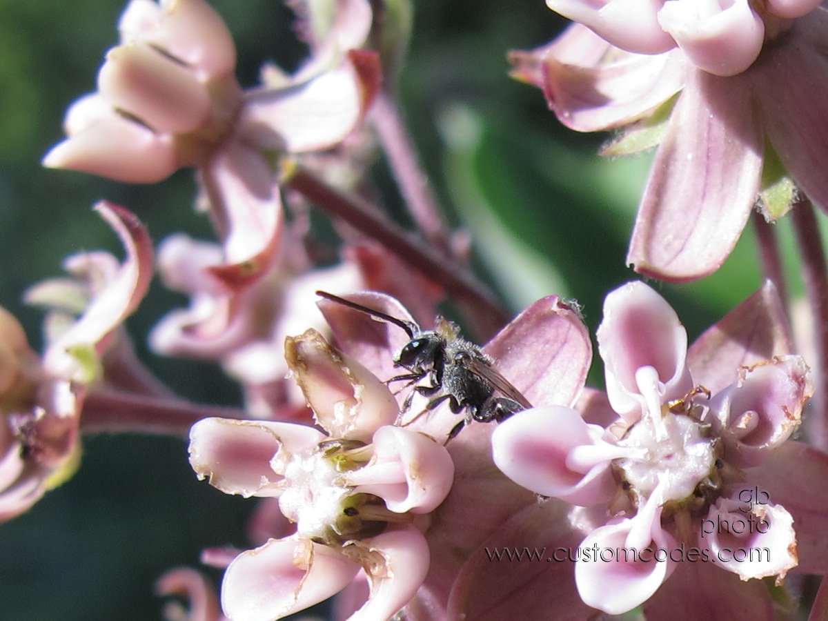 beeOrFly_2016073