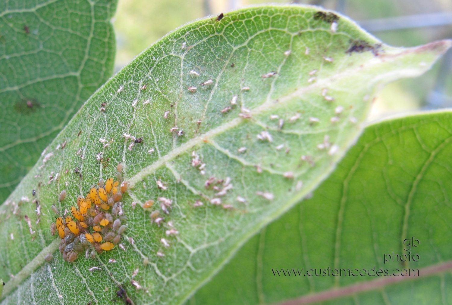 orangeEggs_20160731