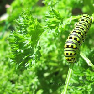 SwallowTail2Be_20170812