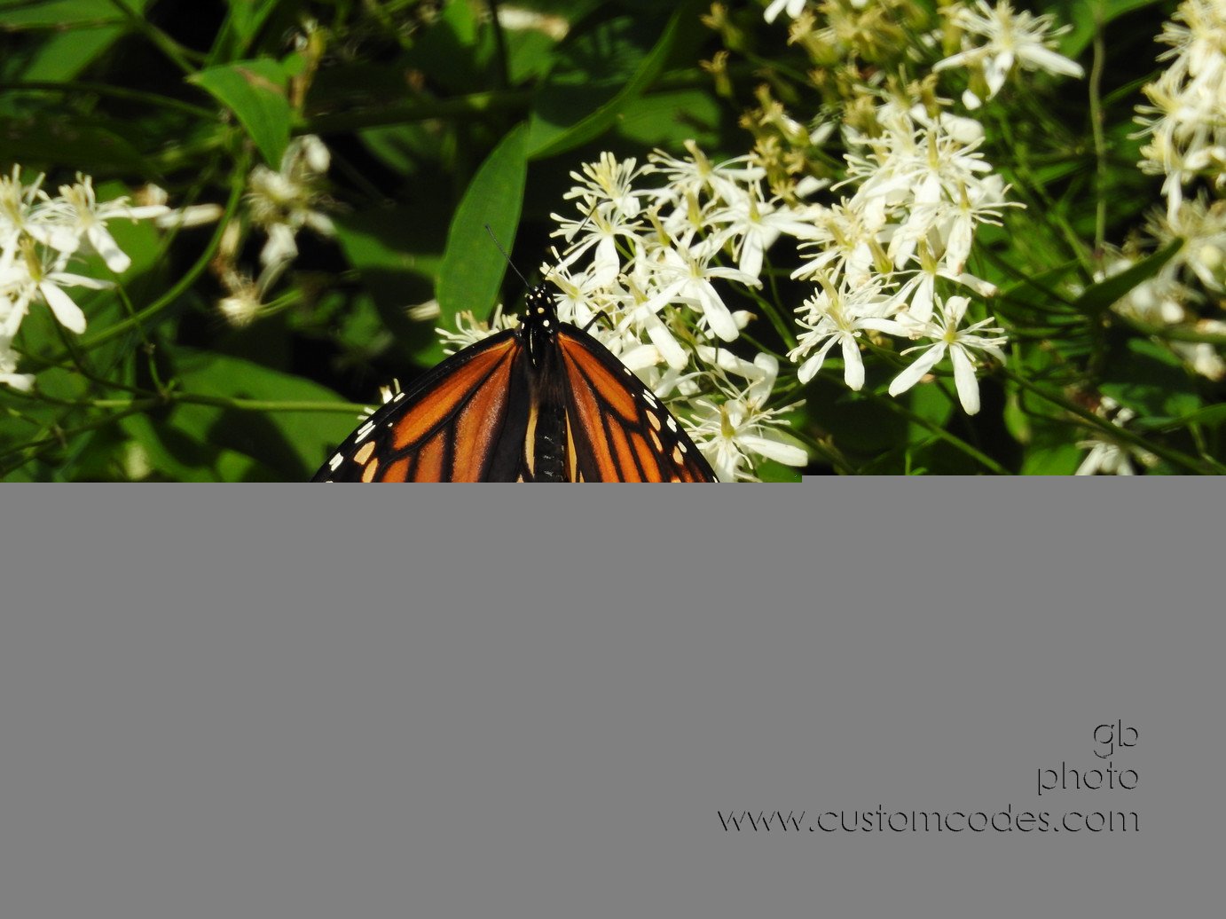 monarch_20170620