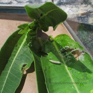 2Monarchs2B-Day3-20170729