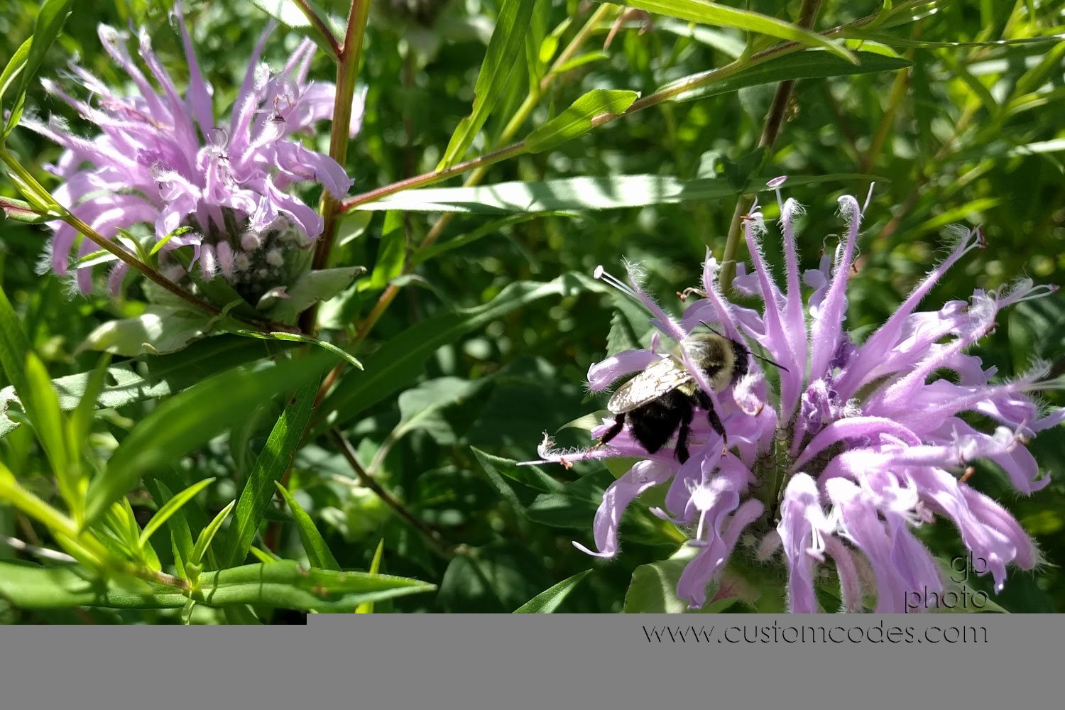 bumbler_20170727.