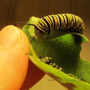 MonarchDay9-20170804