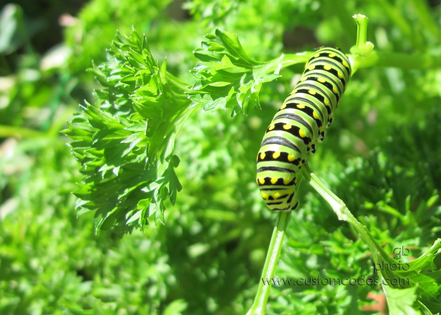 SwallowTail2Be_20170812