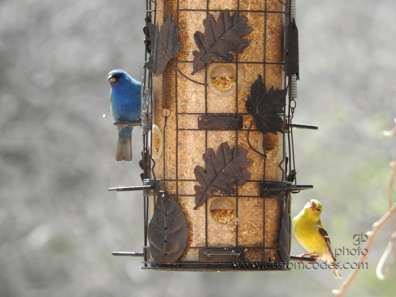 IndigoBuntingFinch_20180504