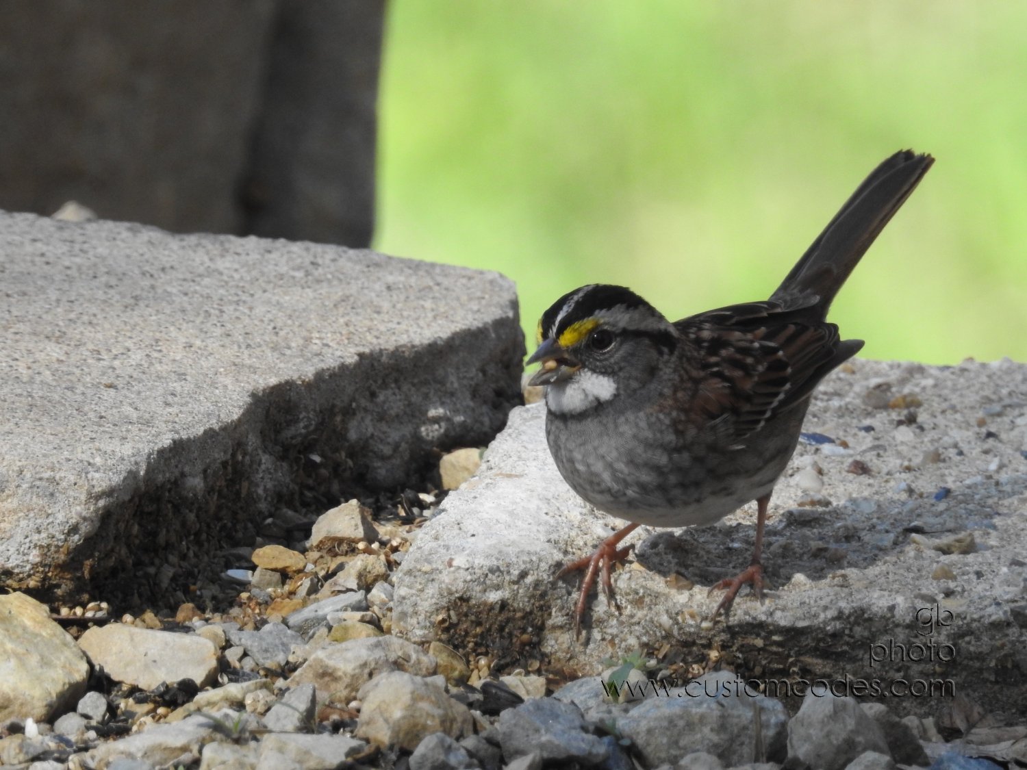 WhiteThroatedSparrow_20180506