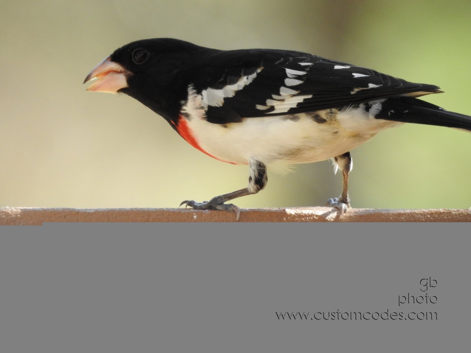RedBreastedGrosbeak_20180504