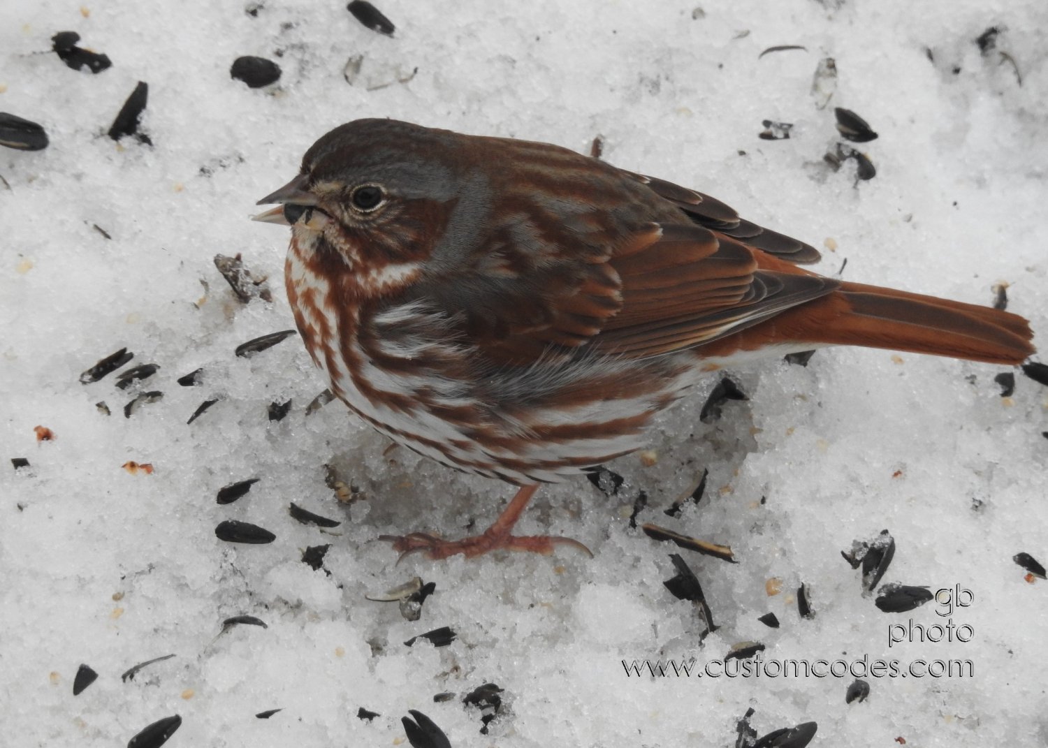 FoxSparrow_20180416