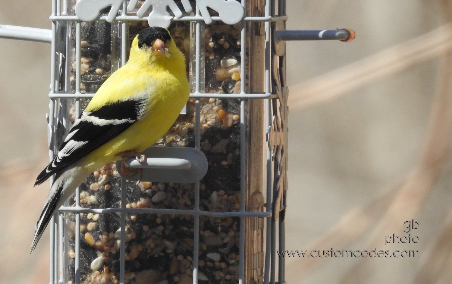 AmericanGoldFinch_20180429