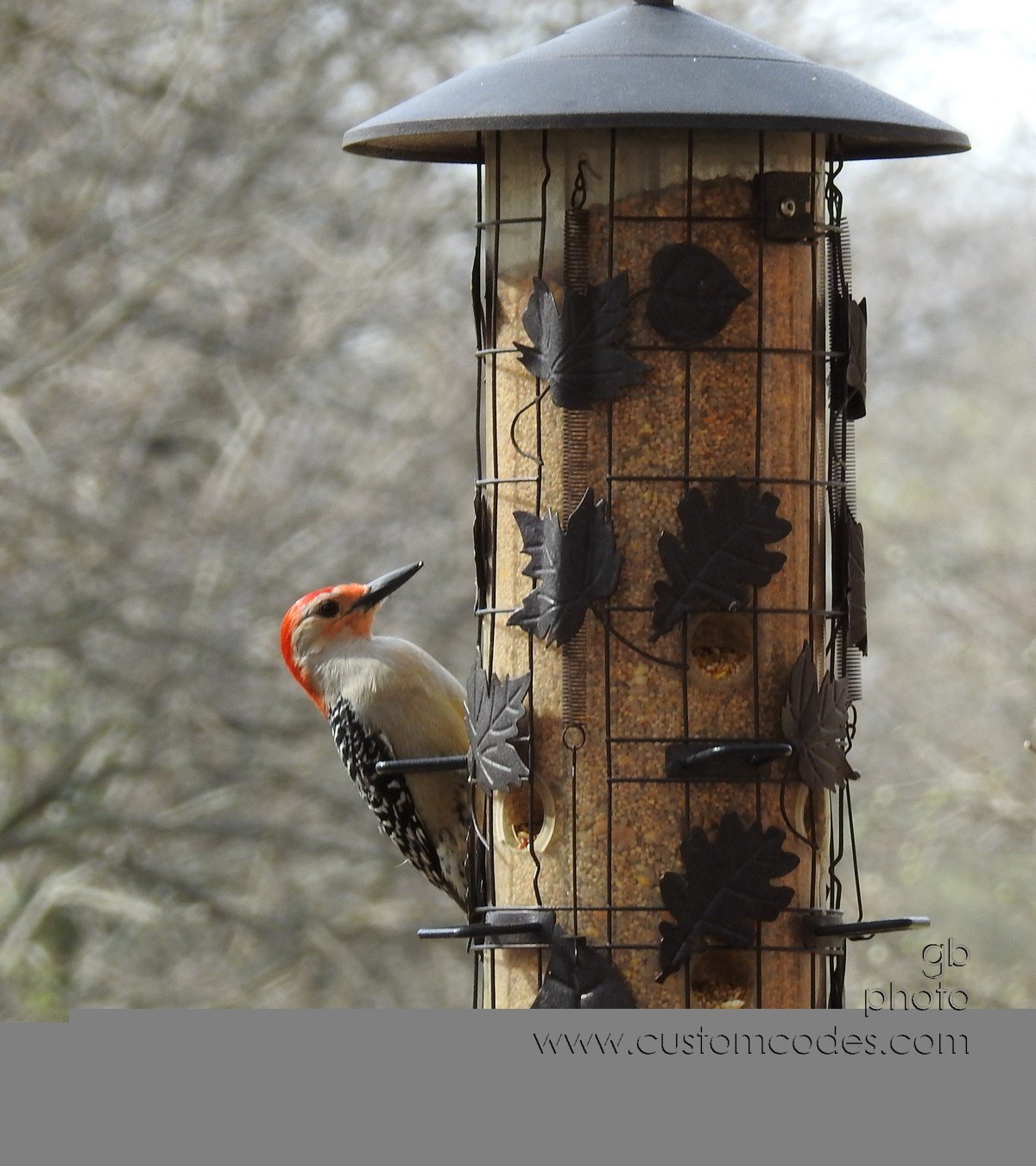RedBelliedWoodpecker_20180502