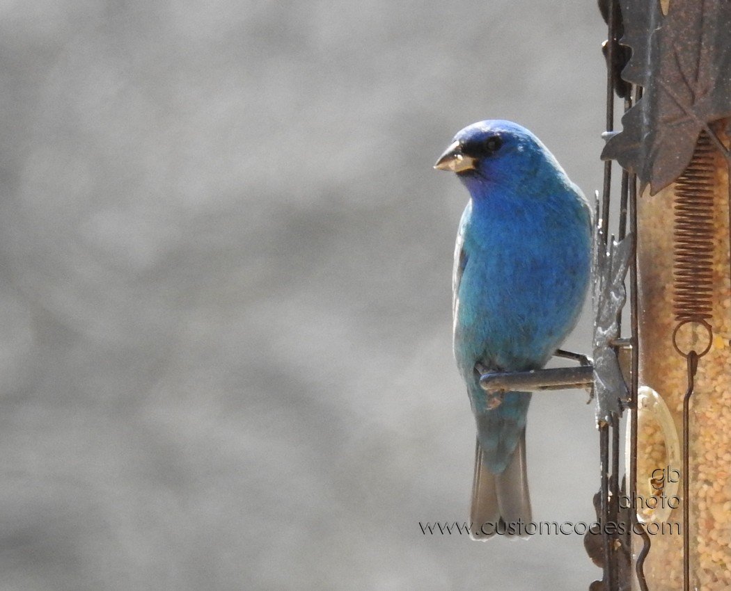 IndigoBunting_20180504
