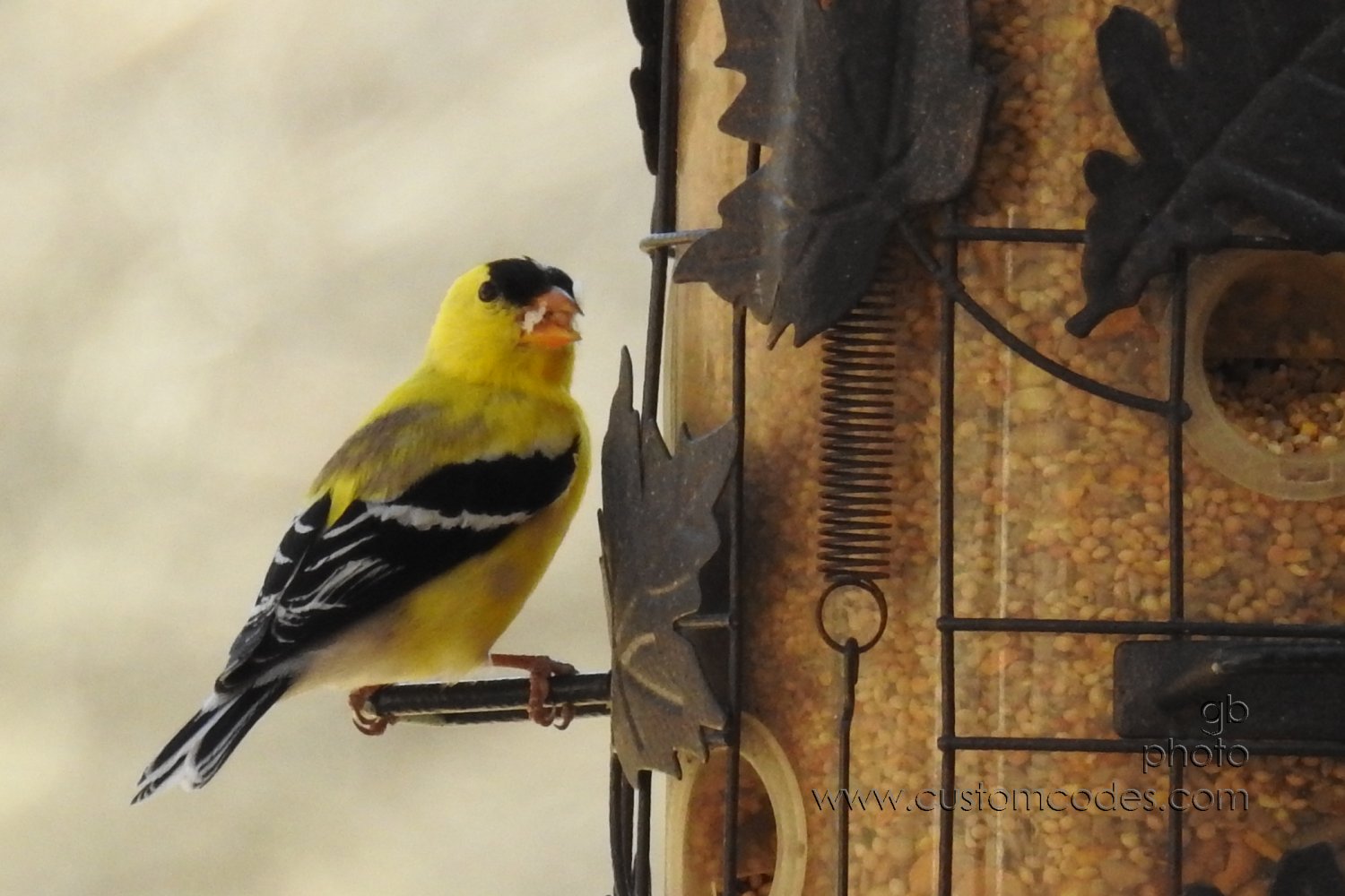 GoldFinch_Side_20180430