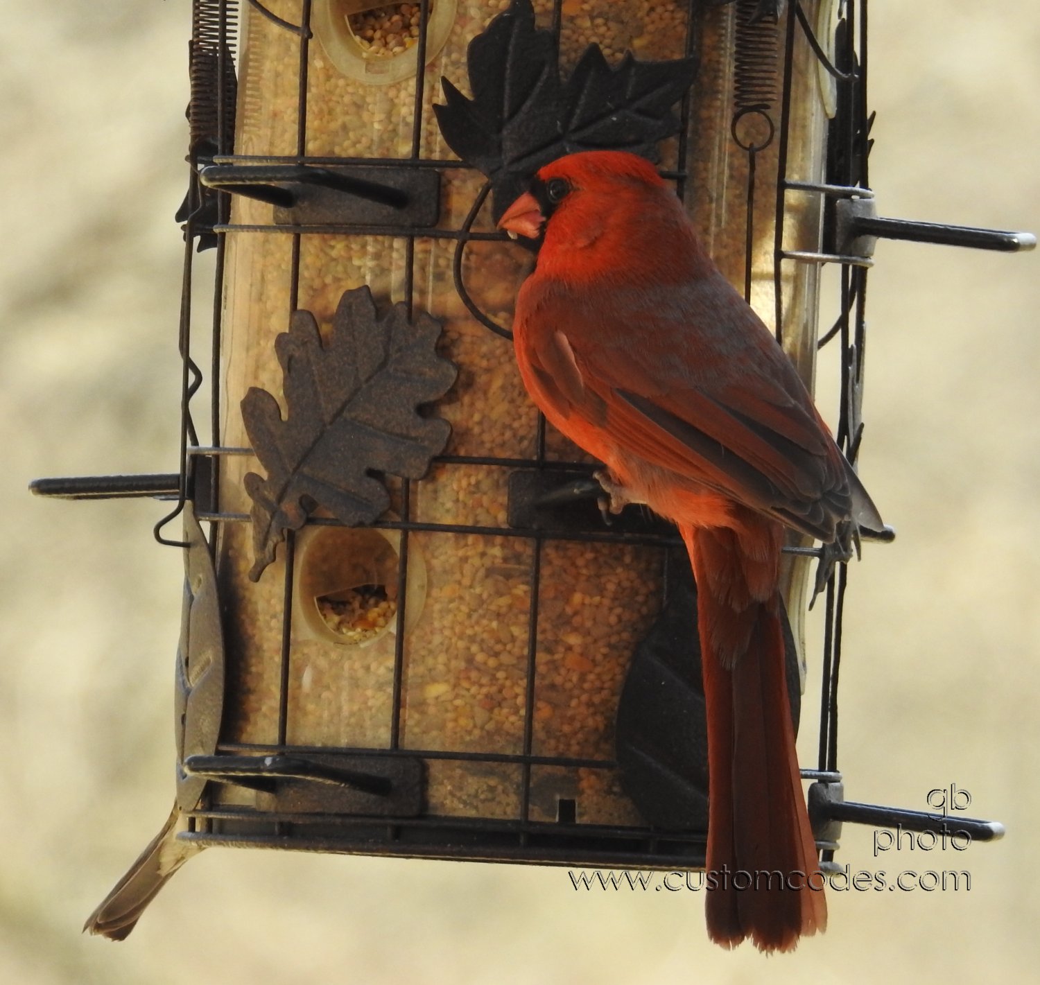 Cardinal_20180430