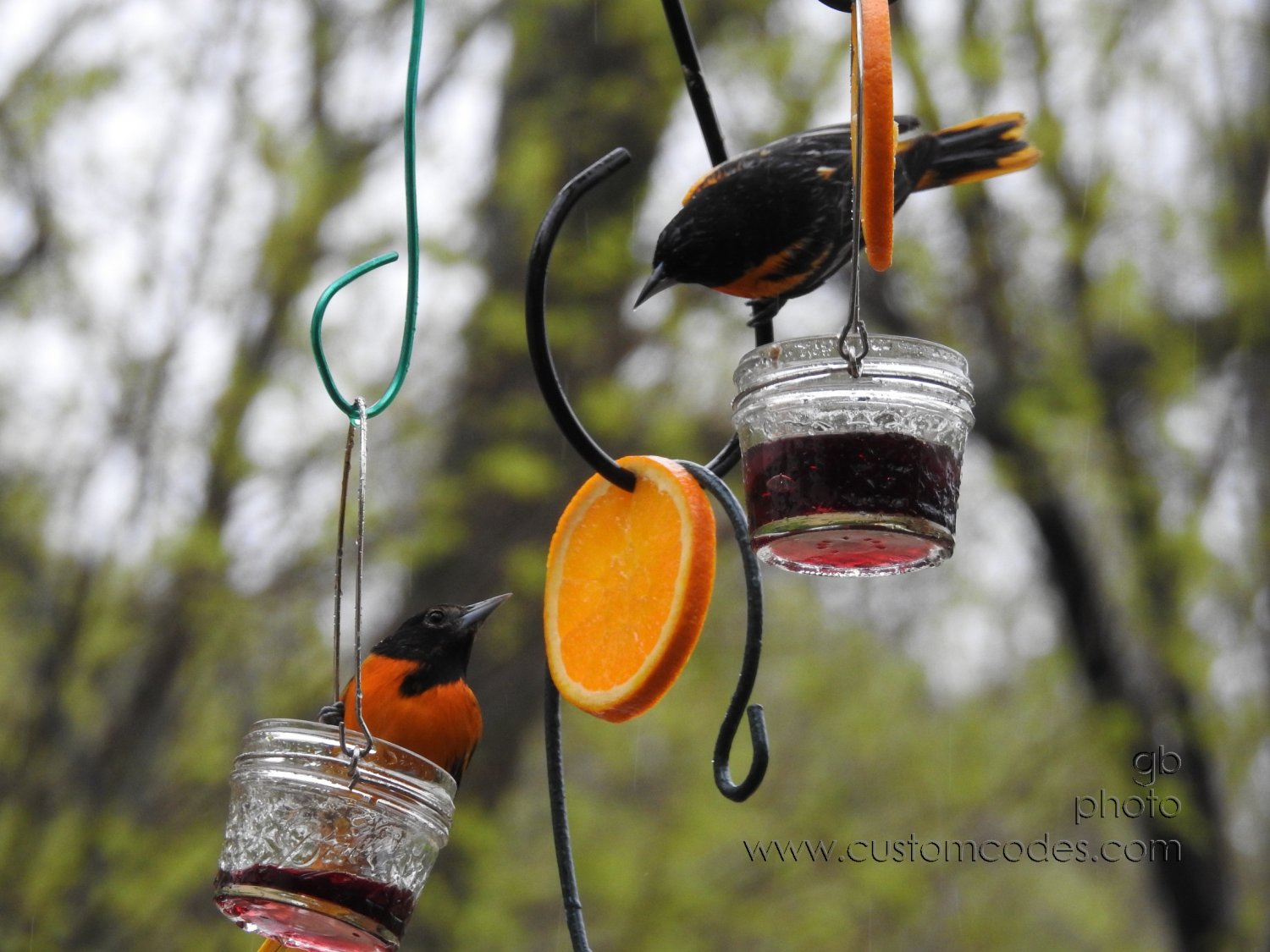 Orioles_20180511