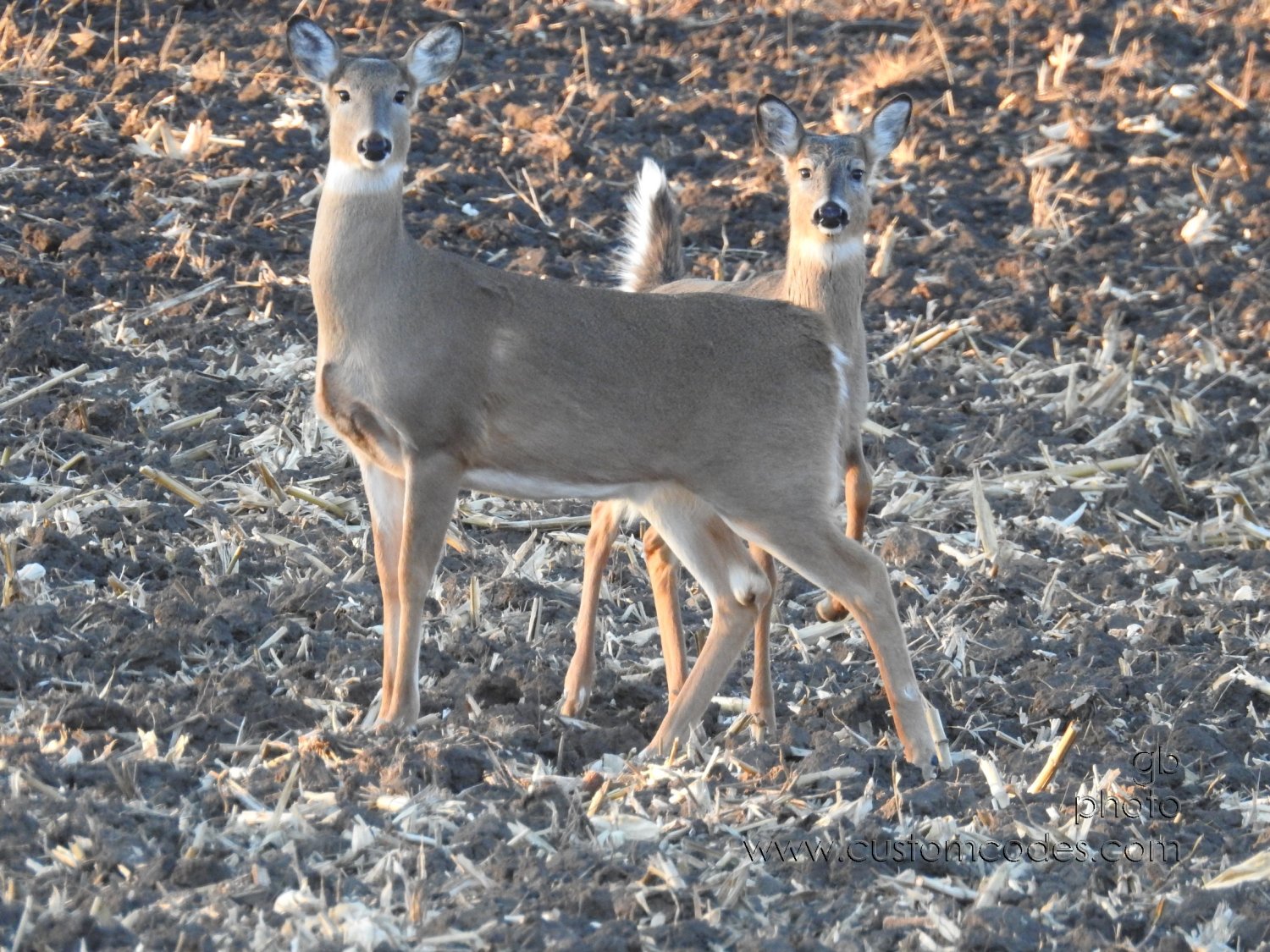 WhiteTailedDeer_20180113