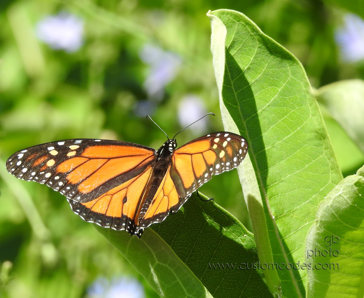 Monarch_20180721-3