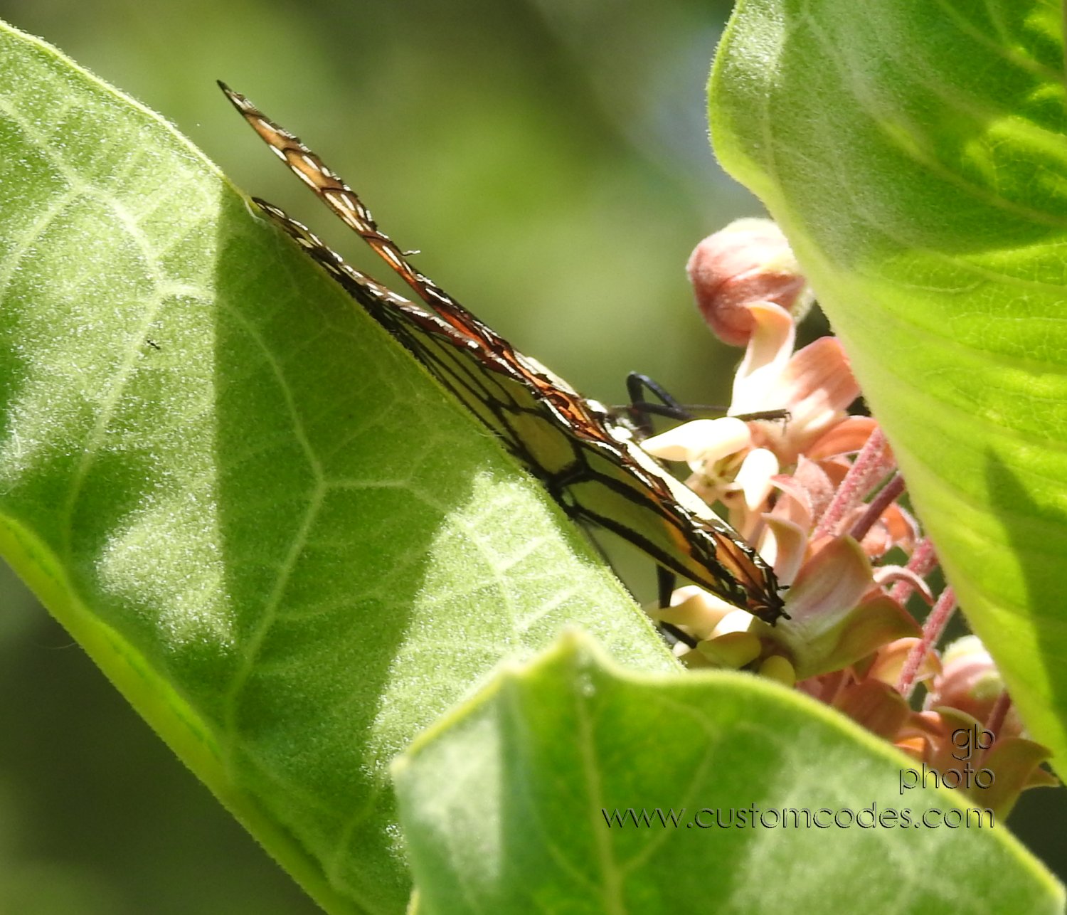 Monarch_20180721-folded