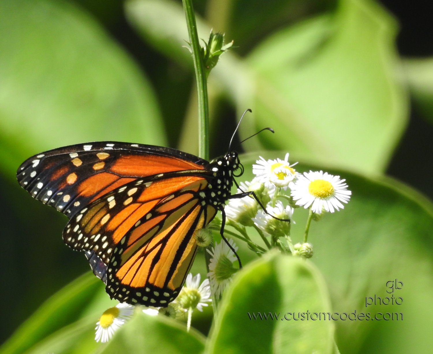 Monarch_20180721-2