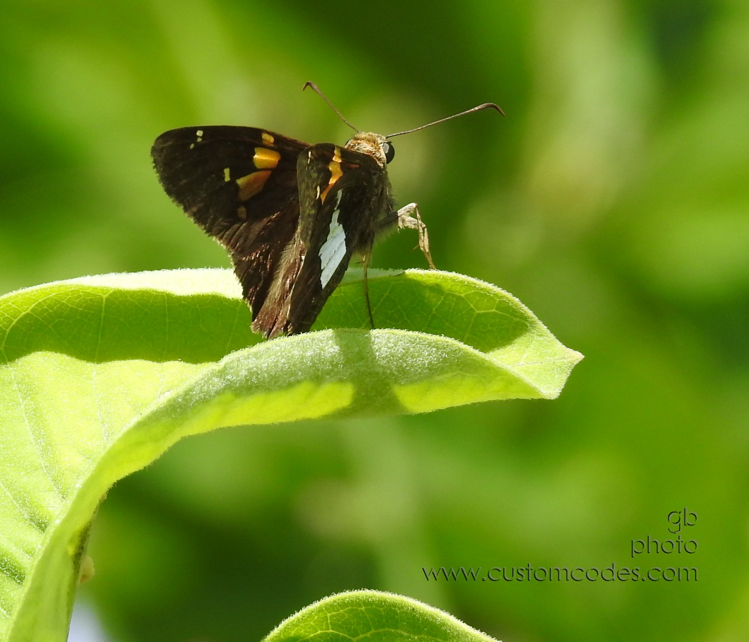 SilverSpottedSkipper_20180721_side