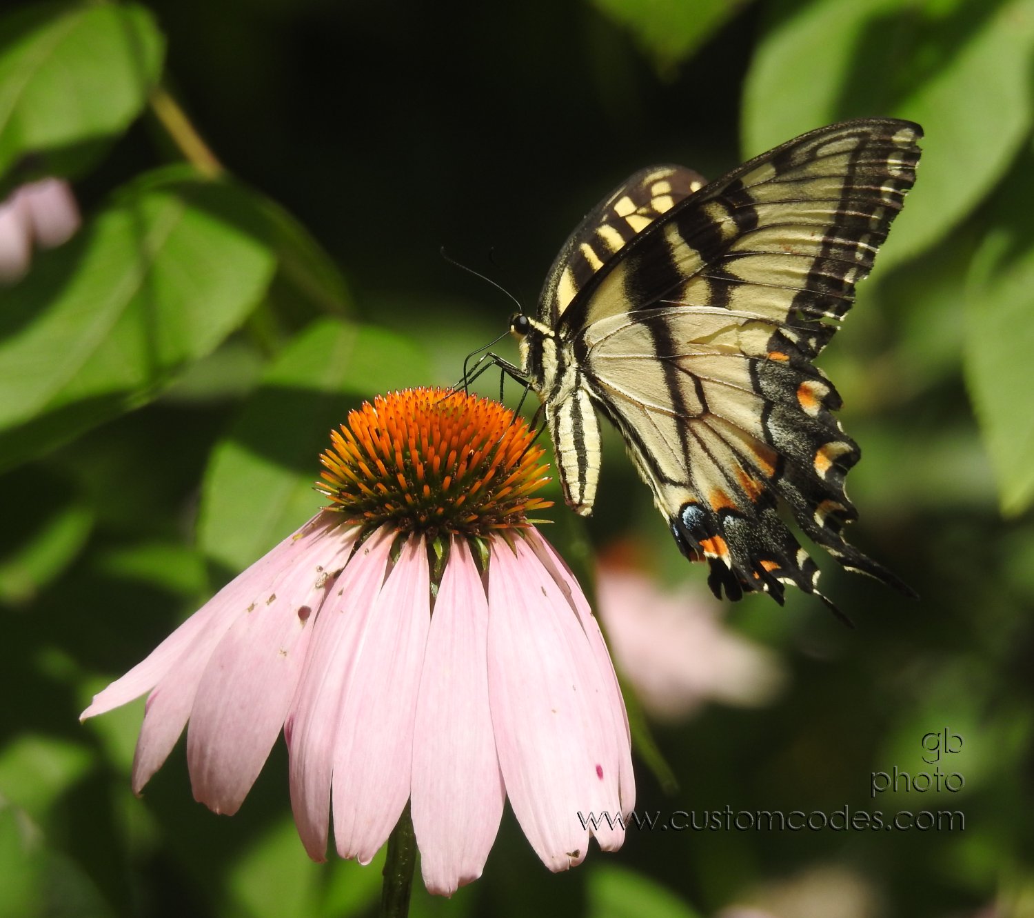 SwallowTail_20180801