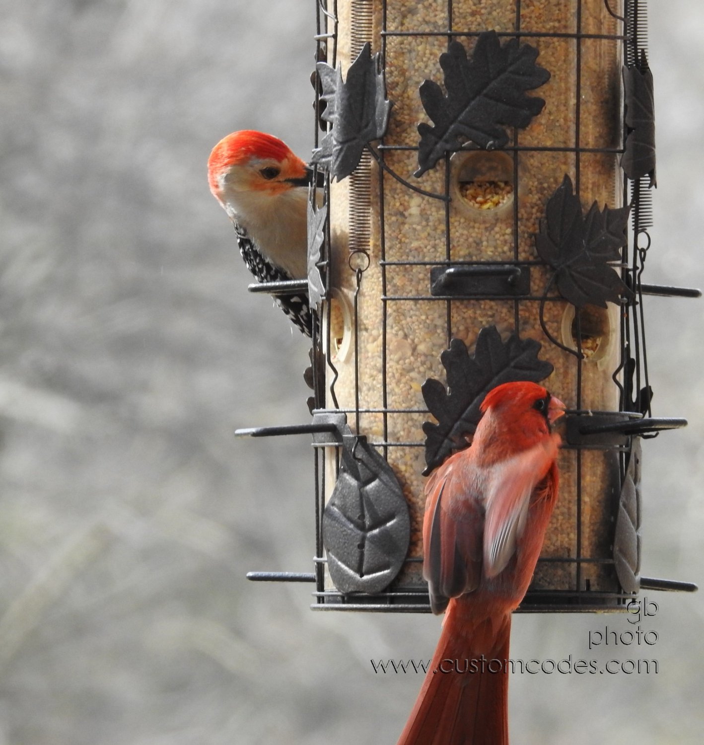 BirdsOfAFeather_20180502-3