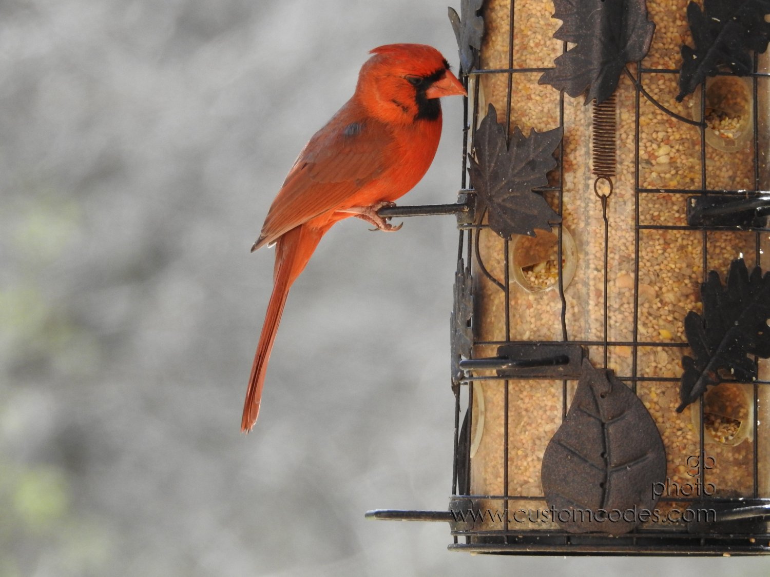 cardinal_20180504