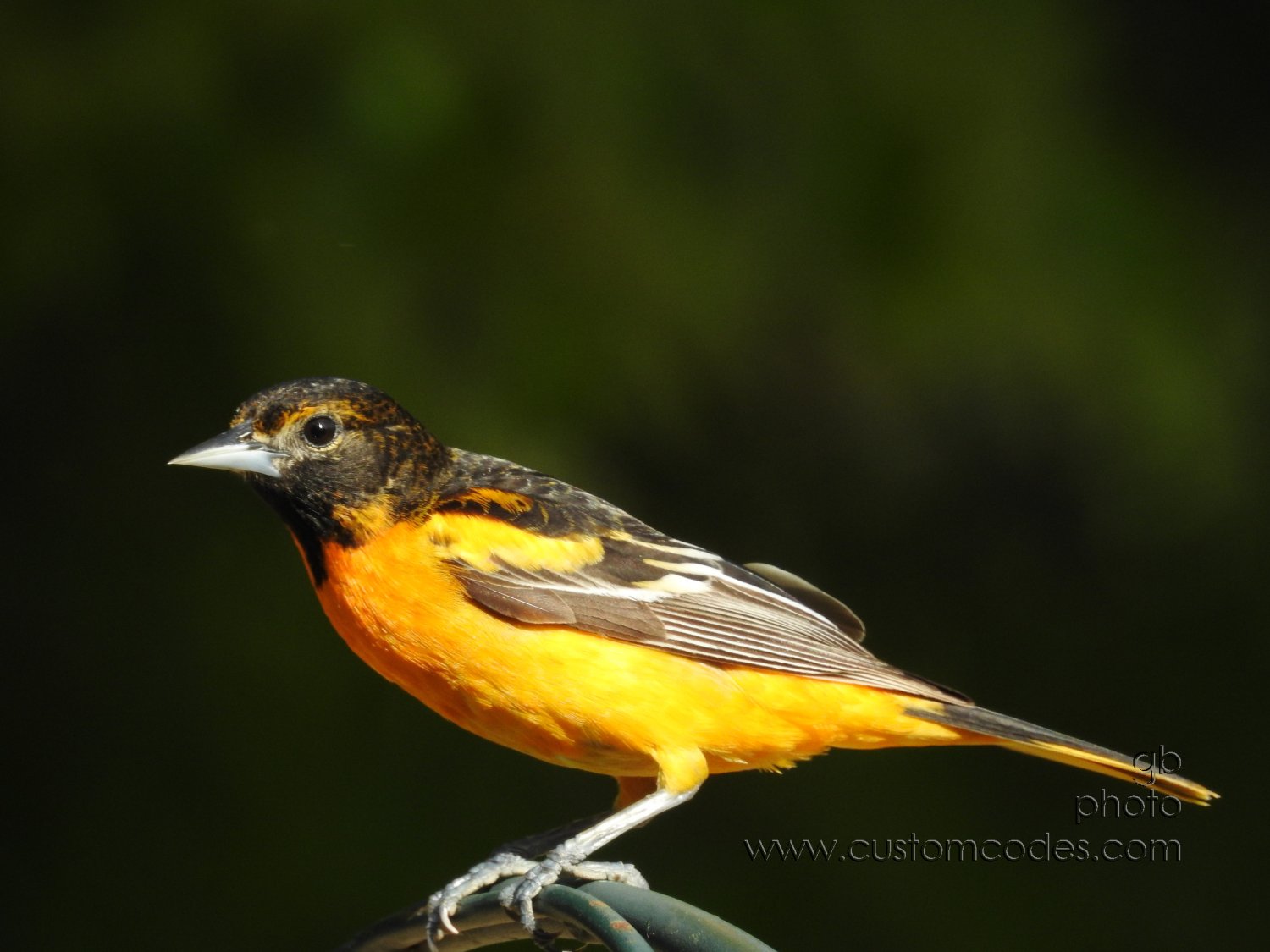 Oriole_20180520