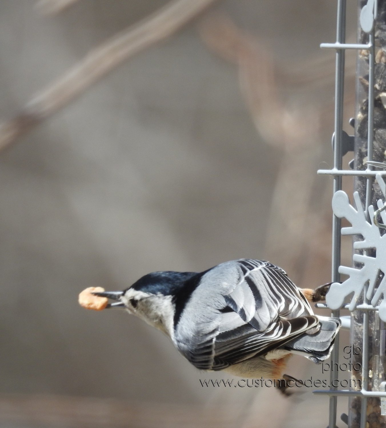 nuthatch_20180420