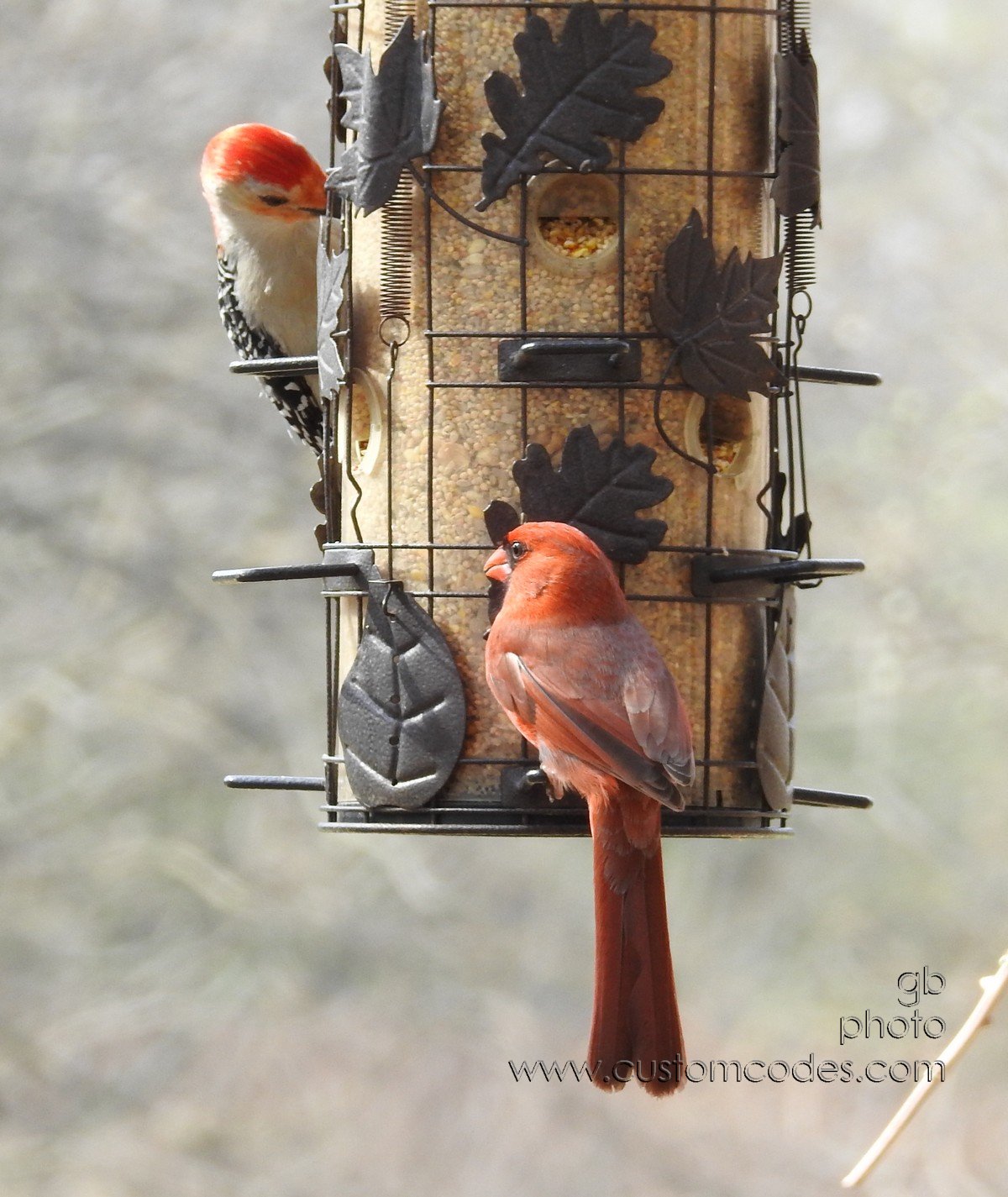 BirdsOfAFeather_20180502-2