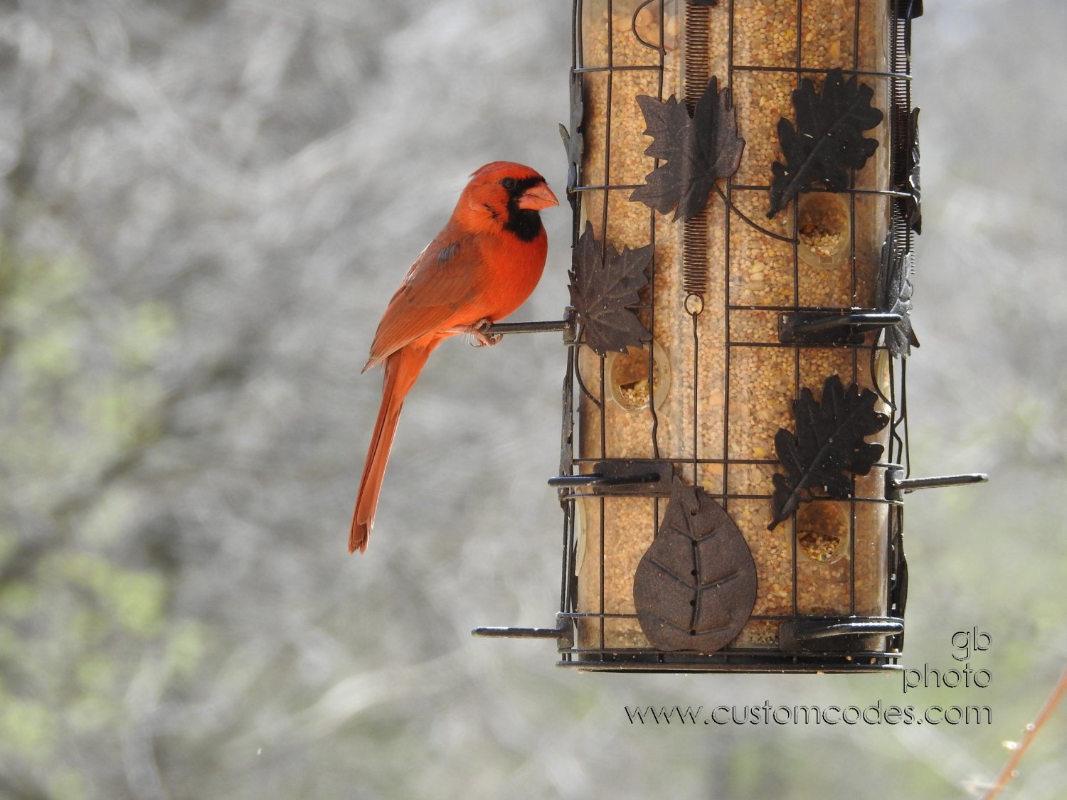 cardinal_20180504-2