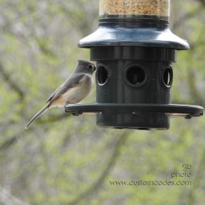 titmouse_20190503