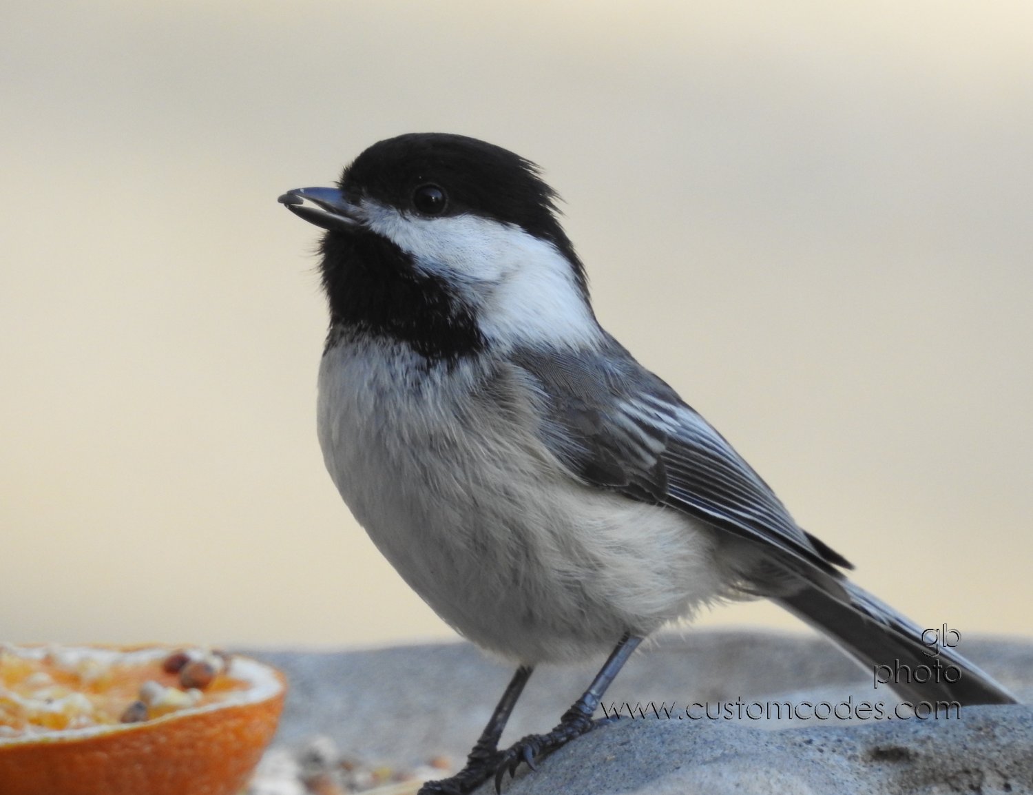 chickadee_20190513