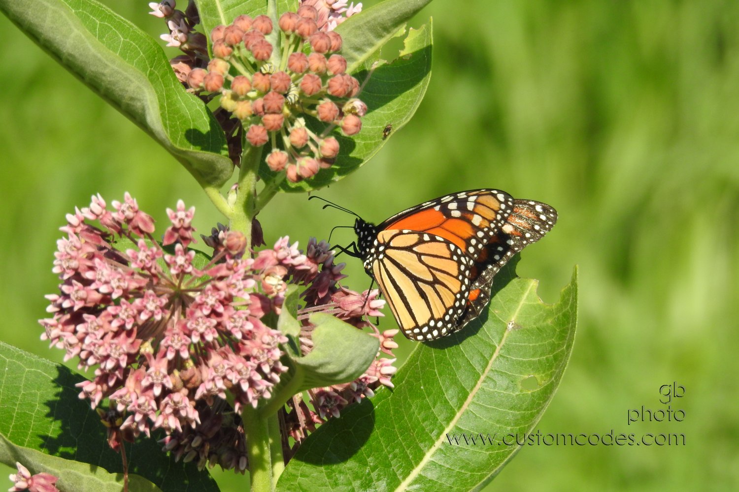 MonarchBAndC_20190728