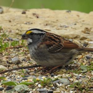 WhiteThroatedSparrow_20190503
