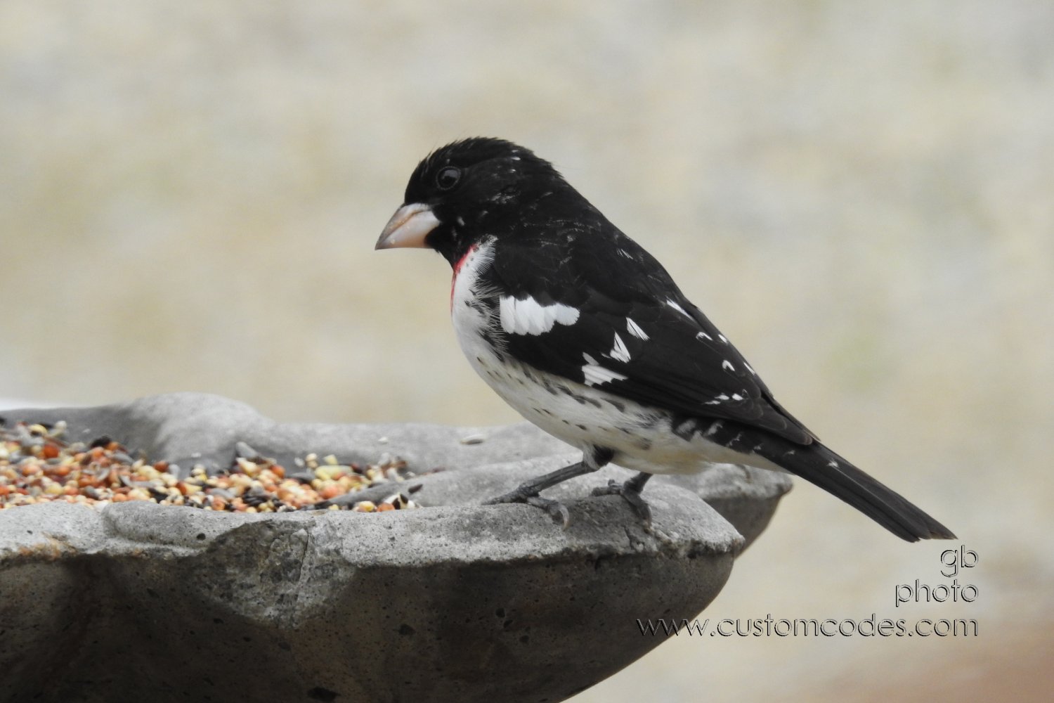 RedBreastedGrossbeak_20190506