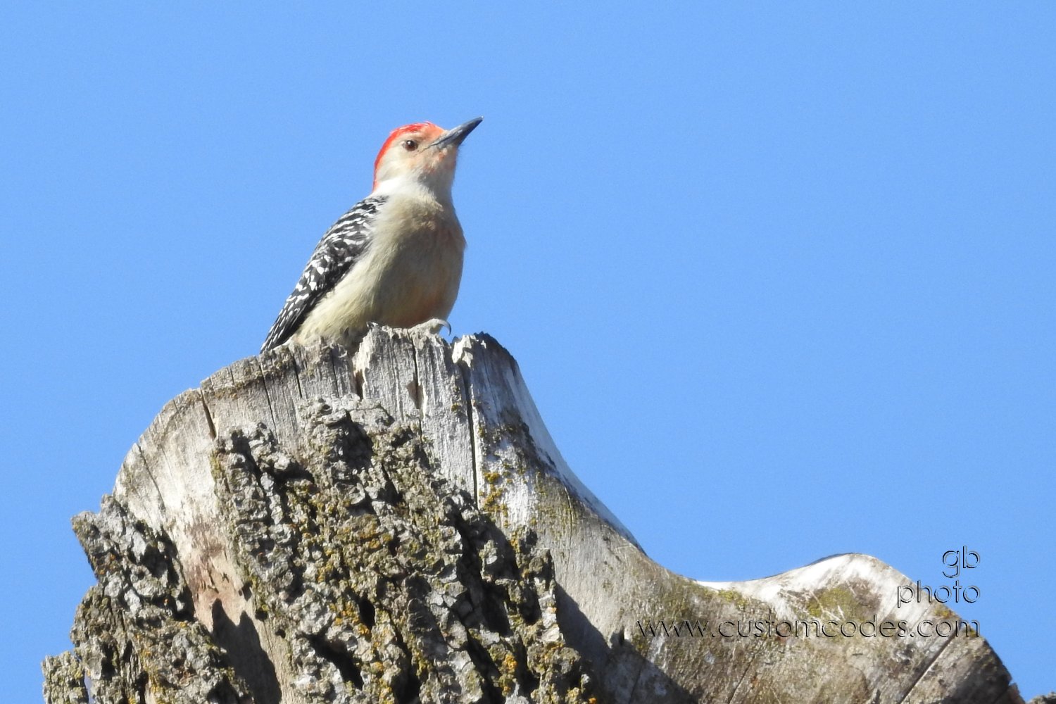RedBelliedWoodpecker_20190323
