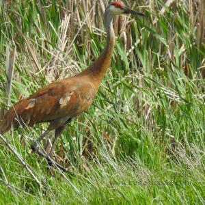 sandhill_1_Adult_20190519