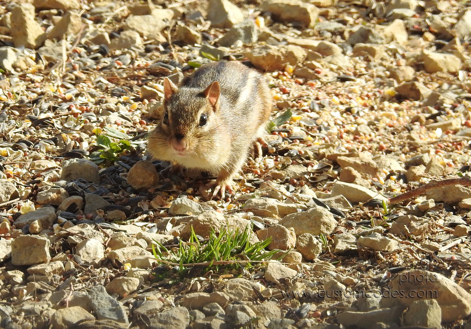 Alvin_20190415