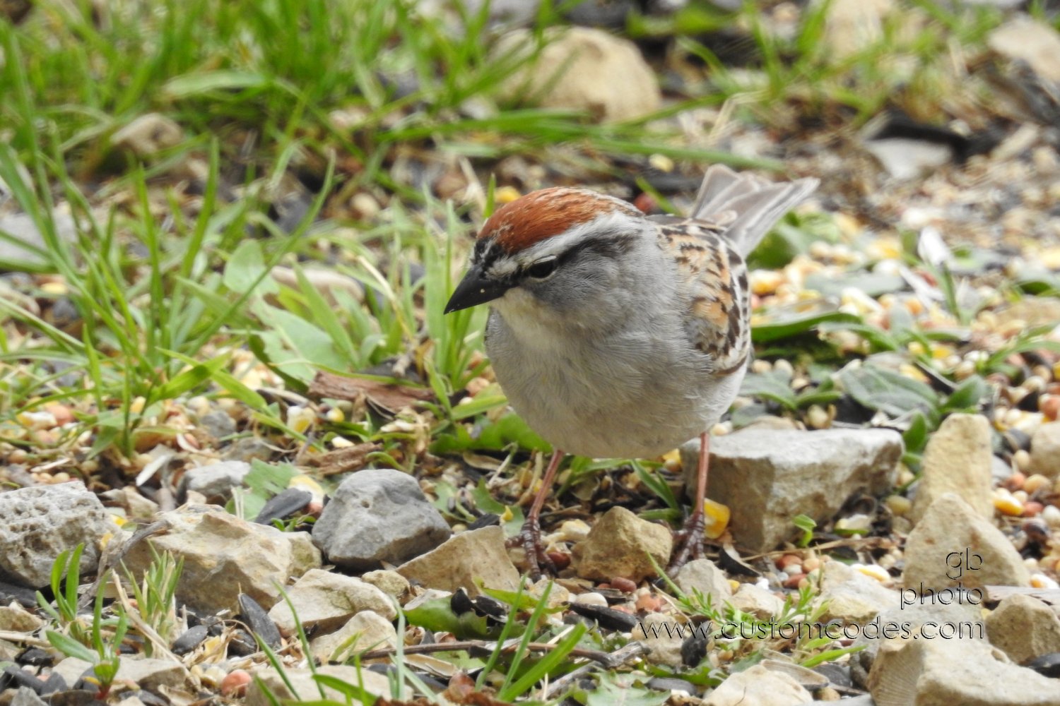 chippingSparrow-front_20190505