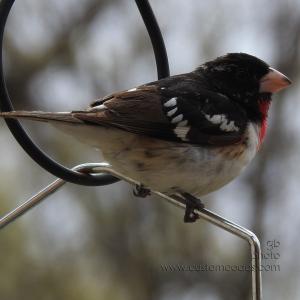 roseBreastedGrossbeak_20190512