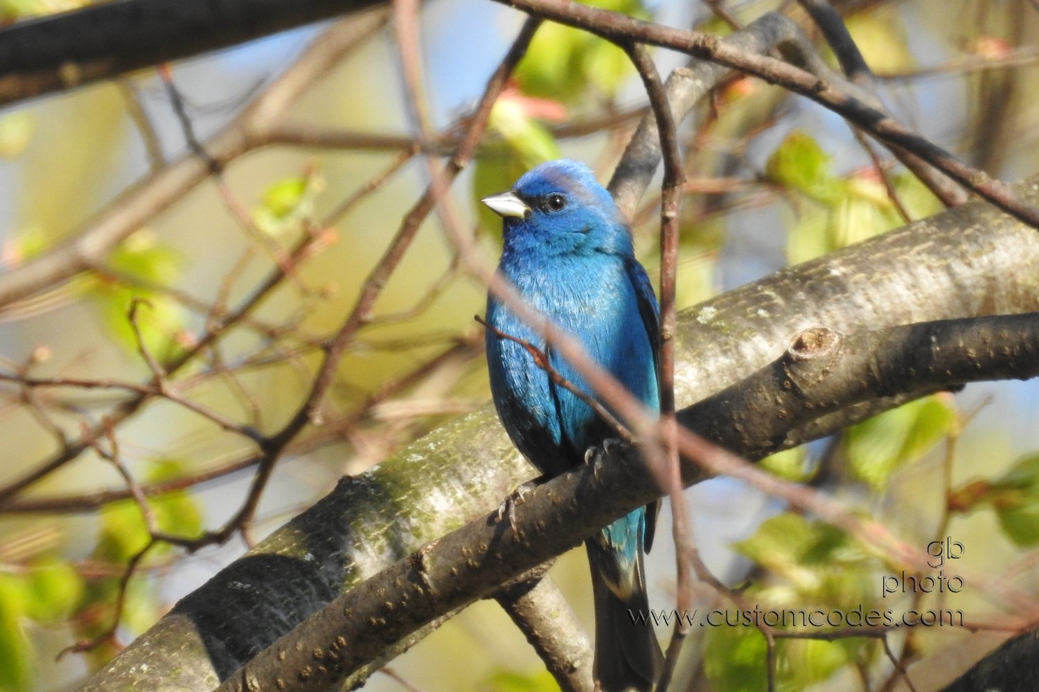 indigoBunting_lindenTree_20190513