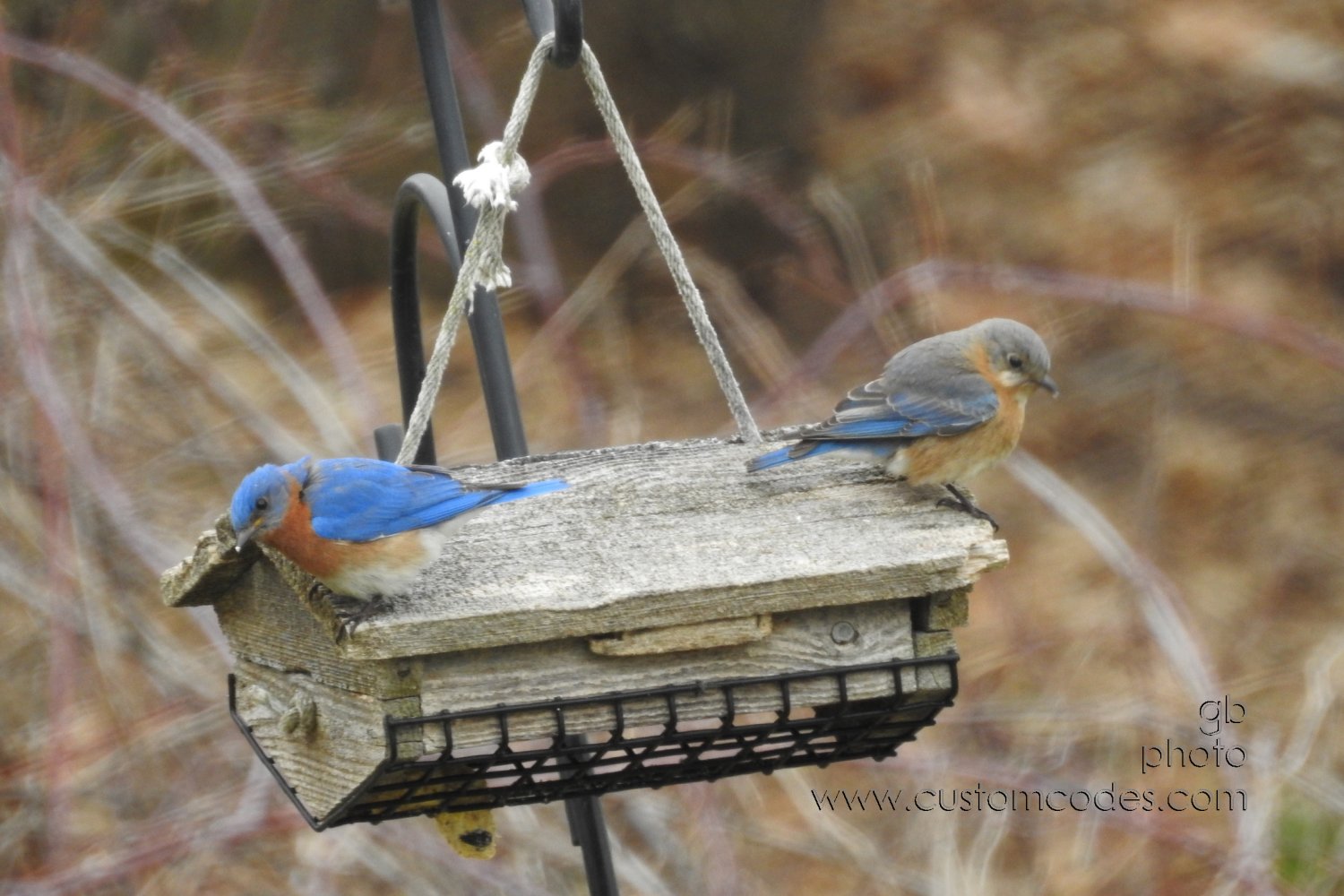 EasternBluebirds_20190413