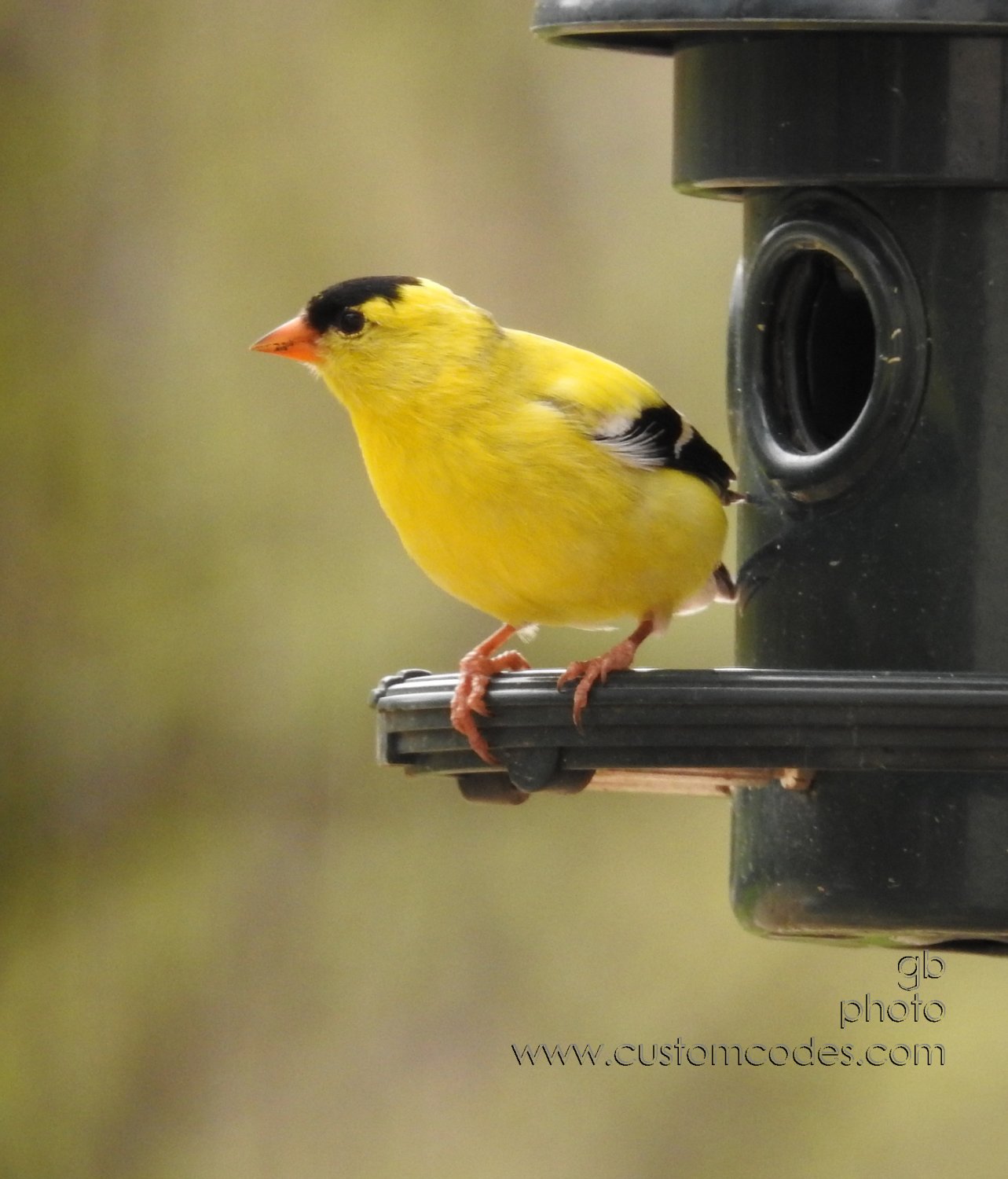AmericanGoldfinch_Profile20190503